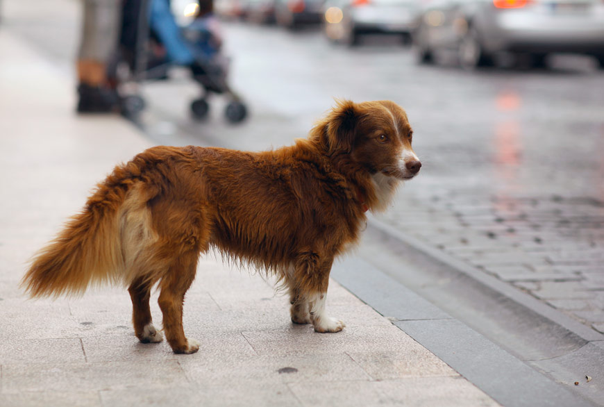 El peligro de los perros sin correa