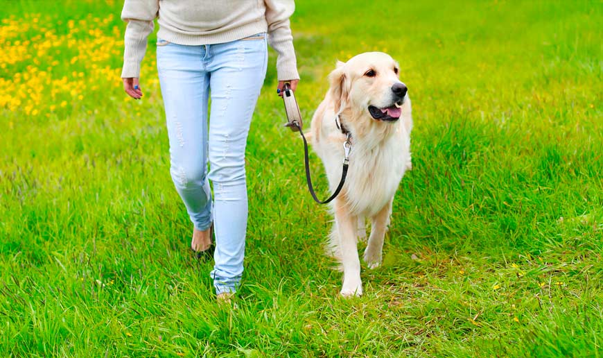 Enseñar y educar al perro mediante paseos con correa
