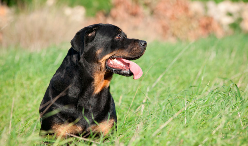 Rotweiller sin correa