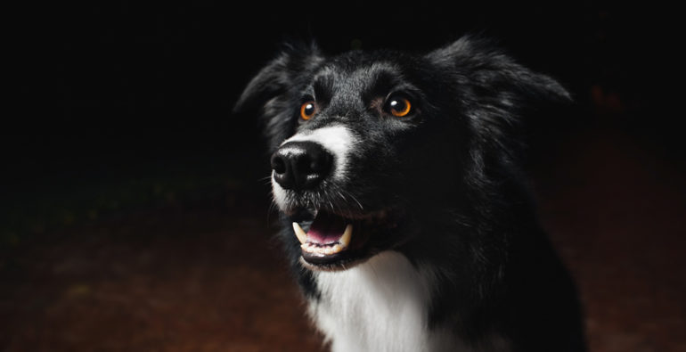 Los perros ven en la oscuridad