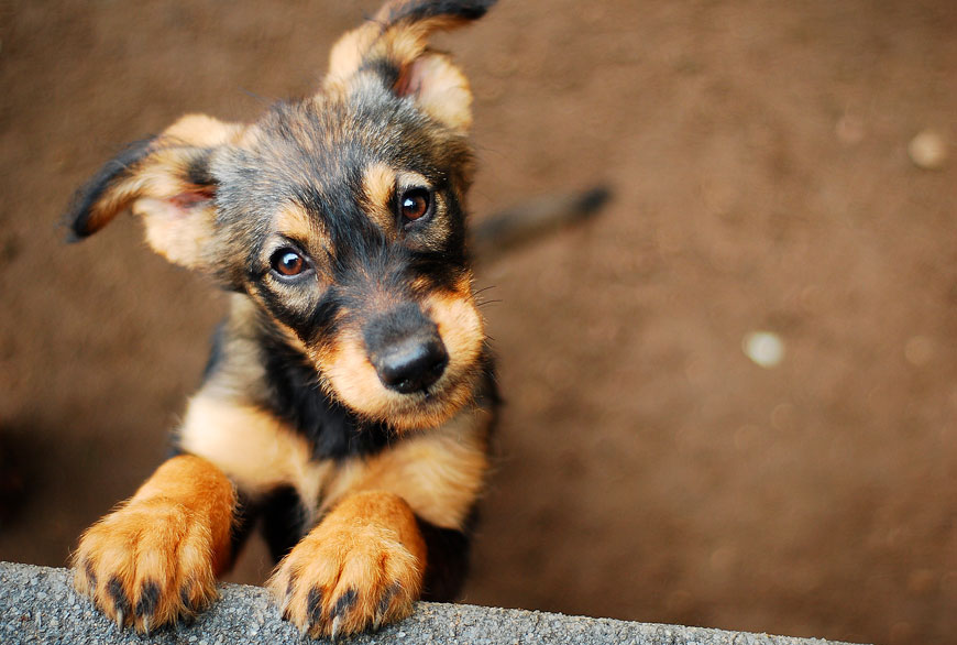 Los perros son un remedio infalible contra la soledad