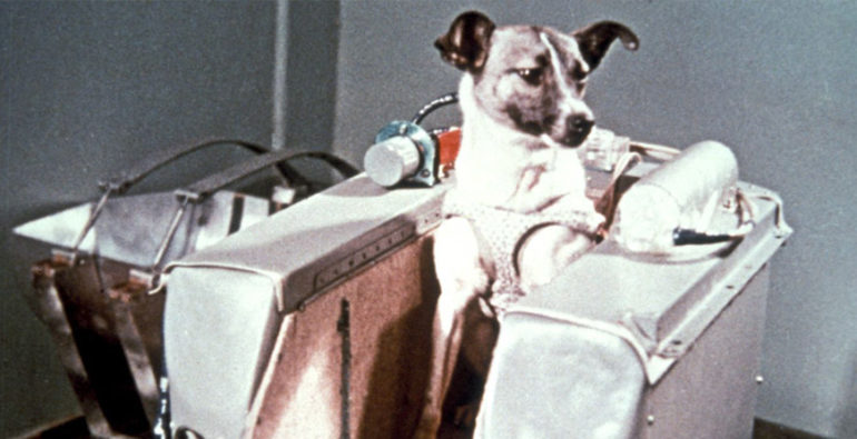 The famous dog Laika in her spaceship