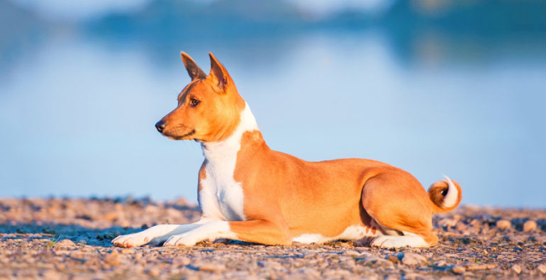 One of the oldest dogs on earth