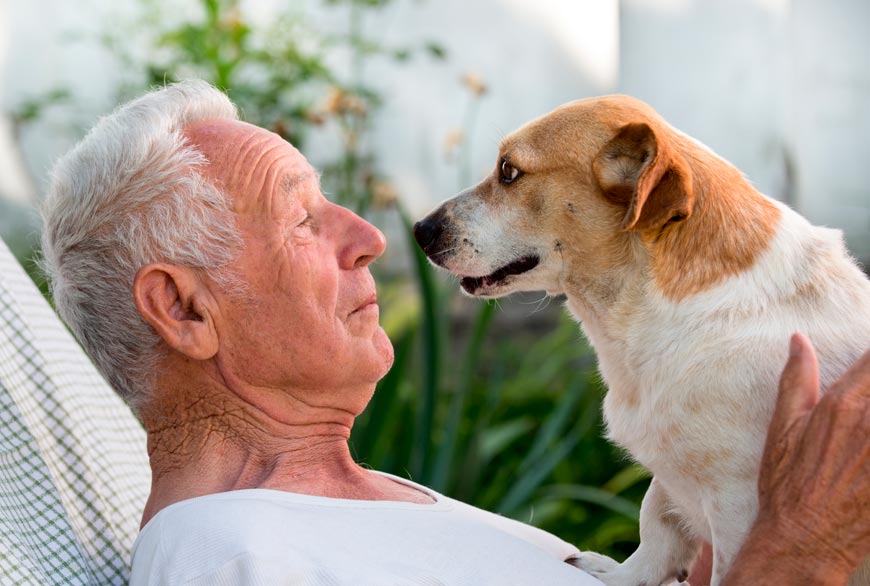 equivalencia edad perros y humanos