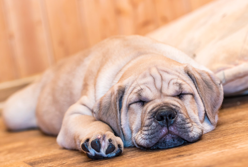 Perro dormido boca abajo