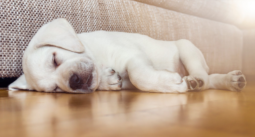 Perro dormido de lado