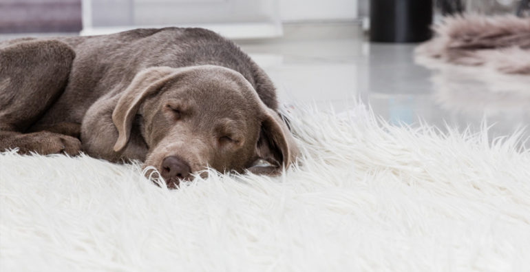 Dogs sleeping position