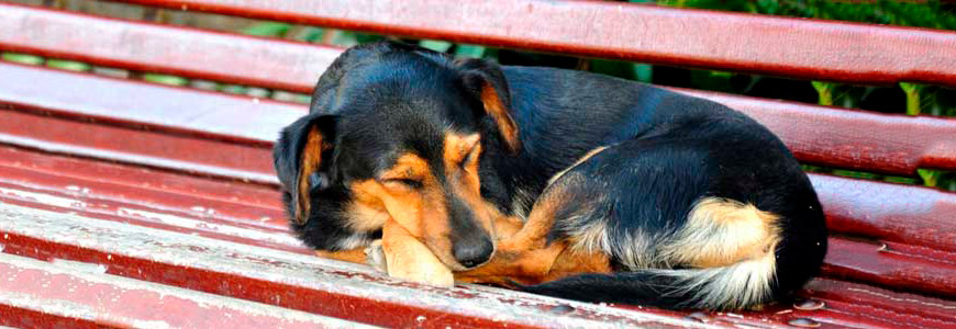 Perro dormido en postura fetal