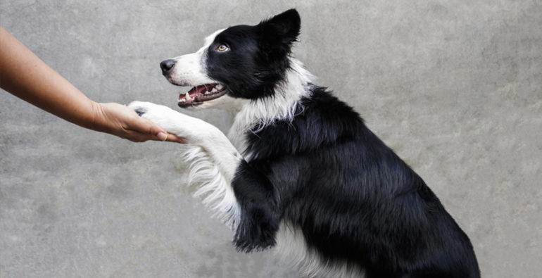 Perros zurdos y diestros