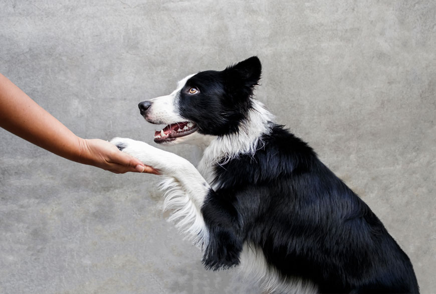 Perros zurdos y diestros