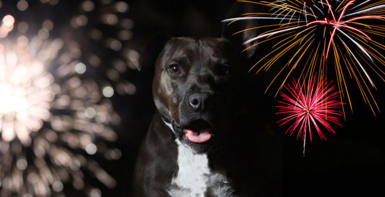 How to protect your dog from fireworks and firecrackers